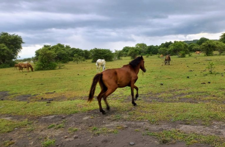 Dorong Program Sentra Pacuan Kuda Tradisional dan Peternakan di Dompu, Ketum PP.Pordasi Survei Lokasi